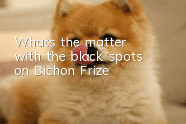 What's the matter with the black spots on Bichon Frize?