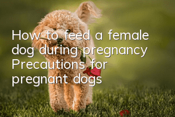 How to feed a female dog during pregnancy Precautions for pregnant dogs