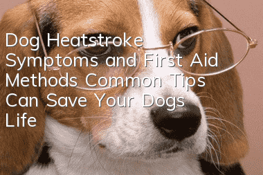 Dog Heatstroke Symptoms and First Aid Methods: Common Tips Can Save Your Dog’s Life