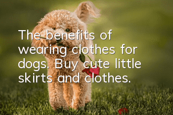 The benefits of wearing clothes for dogs. Buy cute little skirts and clothes.