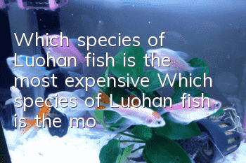 Which species of Luohan fish is the most expensive? Which species of Luohan fish is the most expensive?