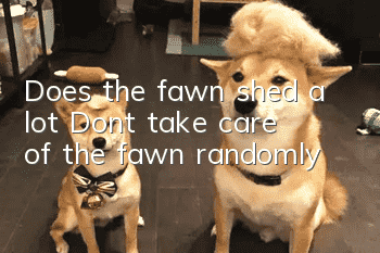 Does the fawn shed a lot? Don’t take care of the fawn randomly!
