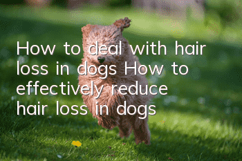 How to deal with hair loss in dogs How to effectively reduce hair loss in dogs