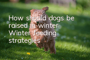 How should dogs be raised in winter? Winter feeding strategies