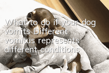 What to do if your dog vomits? Different vomitus represents different conditions