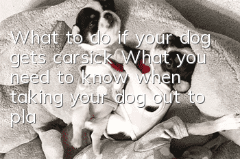 What to do if your dog gets carsick? What you need to know when taking your dog out to play