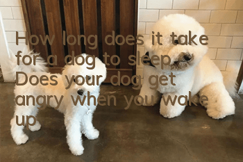 How long does it take for a dog to sleep? Does your dog get angry when you wake up?