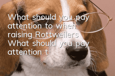 What should you pay attention to when raising Rottweilers? What should you pay attention to when raising Rottweilers?