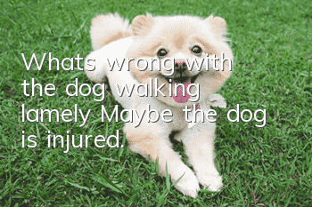 What's wrong with the dog walking lamely? Maybe the dog is injured.
