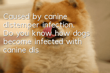 Caused by canine distemper infection. Do you know how dogs become infected with canine distemper?