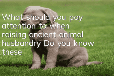 What should you pay attention to when raising ancient animal husbandry? Do you know these things about pigs?