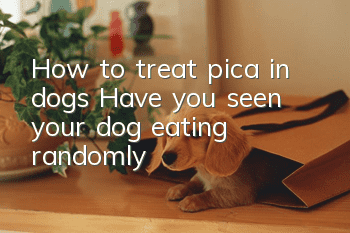 How to treat pica in dogs? Have you seen your dog eating randomly?