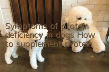 Symptoms of protein deficiency in dogs How to supplement protein