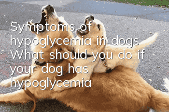 Symptoms of hypoglycemia in dogs What should you do if your dog has hypoglycemia?