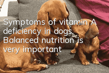 Symptoms of vitamin A deficiency in dogs. Balanced nutrition is very important