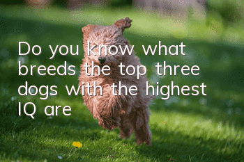 Do you know what breeds the top three dogs with the highest IQ are?