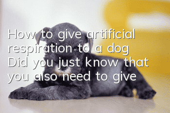 How to give artificial respiration to a dog? Did you just know that you also need to give artificial respiration to a dog?