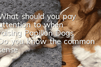 What should you pay attention to when raising Papillon Dogs? Do you know the common sense of raising Papillon Dogs?