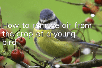How to remove air from the crop of a young bird