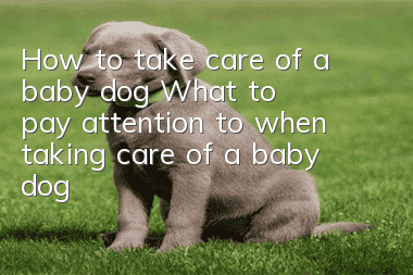 How to take care of a baby dog What to pay attention to when taking care of a baby dog