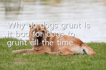 Why do dogs grunt? Is it bad for dogs to grunt all the time?