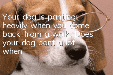 Your dog is panting heavily when you come back from a walk. Does your dog pant a lot when you move?