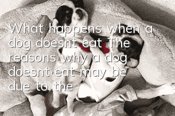 What happens when a dog doesn’t eat? The reasons why a dog doesn’t eat may be due to these reasons
