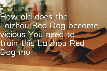 How old does the Laizhou Red Dog become vicious? You need to train this Laizhou Red Dog more!