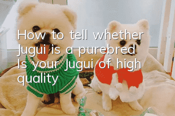 How to tell whether Jugui is a purebred? Is your Jugui of high quality?