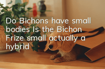 Do Bichons have small bodies? Is the Bichon Frize small actually a hybrid?