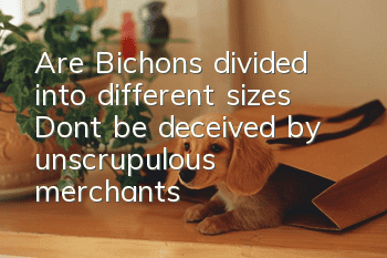 Are Bichons divided into different sizes? Don’t be deceived by unscrupulous merchants!