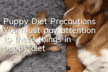 Puppy Diet Precautions You must pay attention to these things in puppy diet!