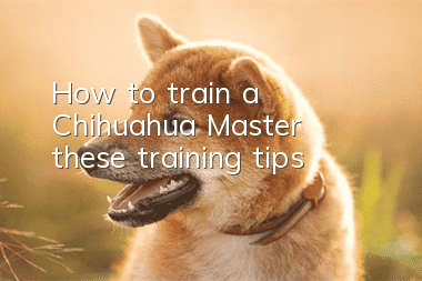 How to train a Chihuahua? Master these training tips!