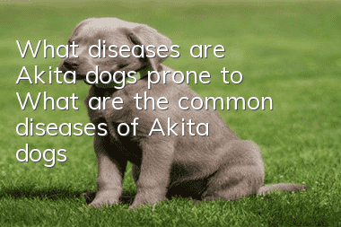What diseases are Akita dogs prone to? What are the common diseases of Akita dogs?