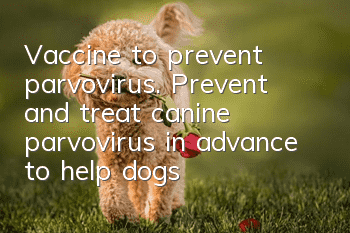 Vaccine to prevent parvovirus. Prevent and treat canine parvovirus in advance to help dogs grow up healthily.