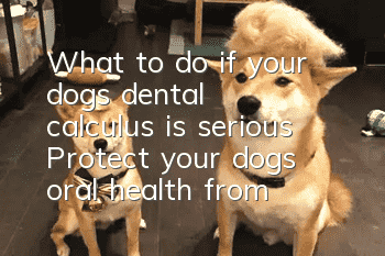 What to do if your dog’s dental calculus is serious? Protect your dog’s oral health from now on