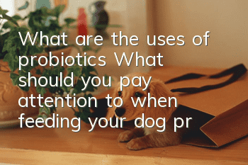 What are the uses of probiotics? What should you pay attention to when feeding your dog probiotics?
