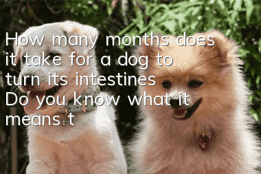 How many months does it take for a dog to turn its intestines? Do you know what it means to turn its intestines?