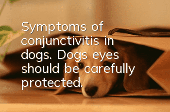 Symptoms of conjunctivitis in dogs. Dogs’ eyes should be carefully protected.