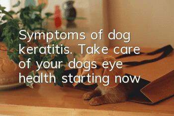 Symptoms of dog keratitis. Take care of your dog’s eye health starting now
