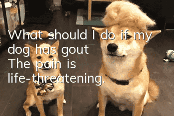 What should I do if my dog ​​has gout? The pain is life-threatening.