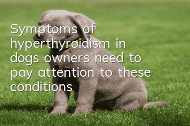 Symptoms of hyperthyroidism in dogs: owners need to pay attention to these conditions