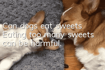 Can dogs eat sweets? Eating too many sweets can be harmful.