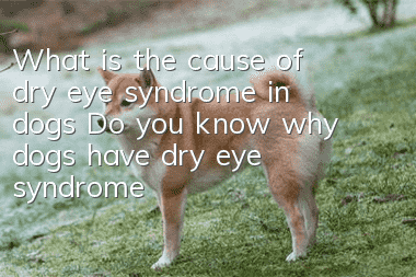 What is the cause of dry eye syndrome in dogs? Do you know why dogs have dry eye syndrome?
