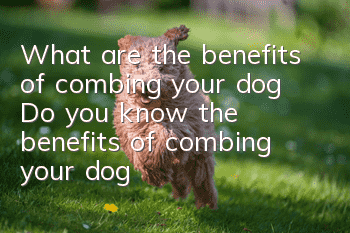 What are the benefits of combing your dog? Do you know the benefits of combing your dog?
