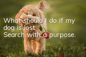 What should I do if my dog ​​is lost? Search with a purpose.