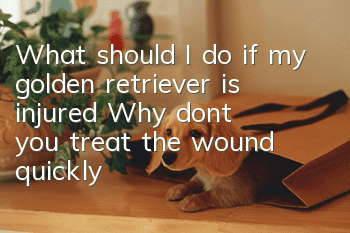 What should I do if my golden retriever is injured? Why don’t you treat the wound quickly if your golden retriever is injured?