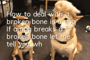 How to deal with a broken bone in a dog? If a dog breaks a broken bone, let me tell you what the solution is!