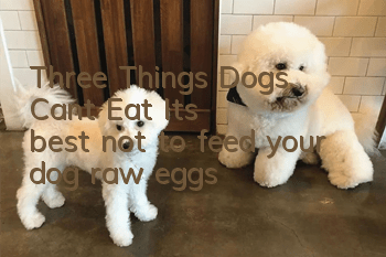 Three Things Dogs Can’t Eat It’s best not to feed your dog raw eggs
