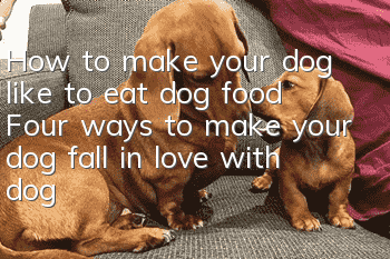How to make your dog like to eat dog food Four ways to make your dog fall in love with dog food